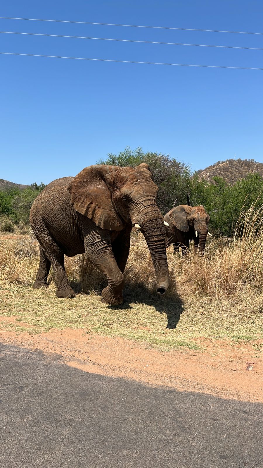 Game Drives