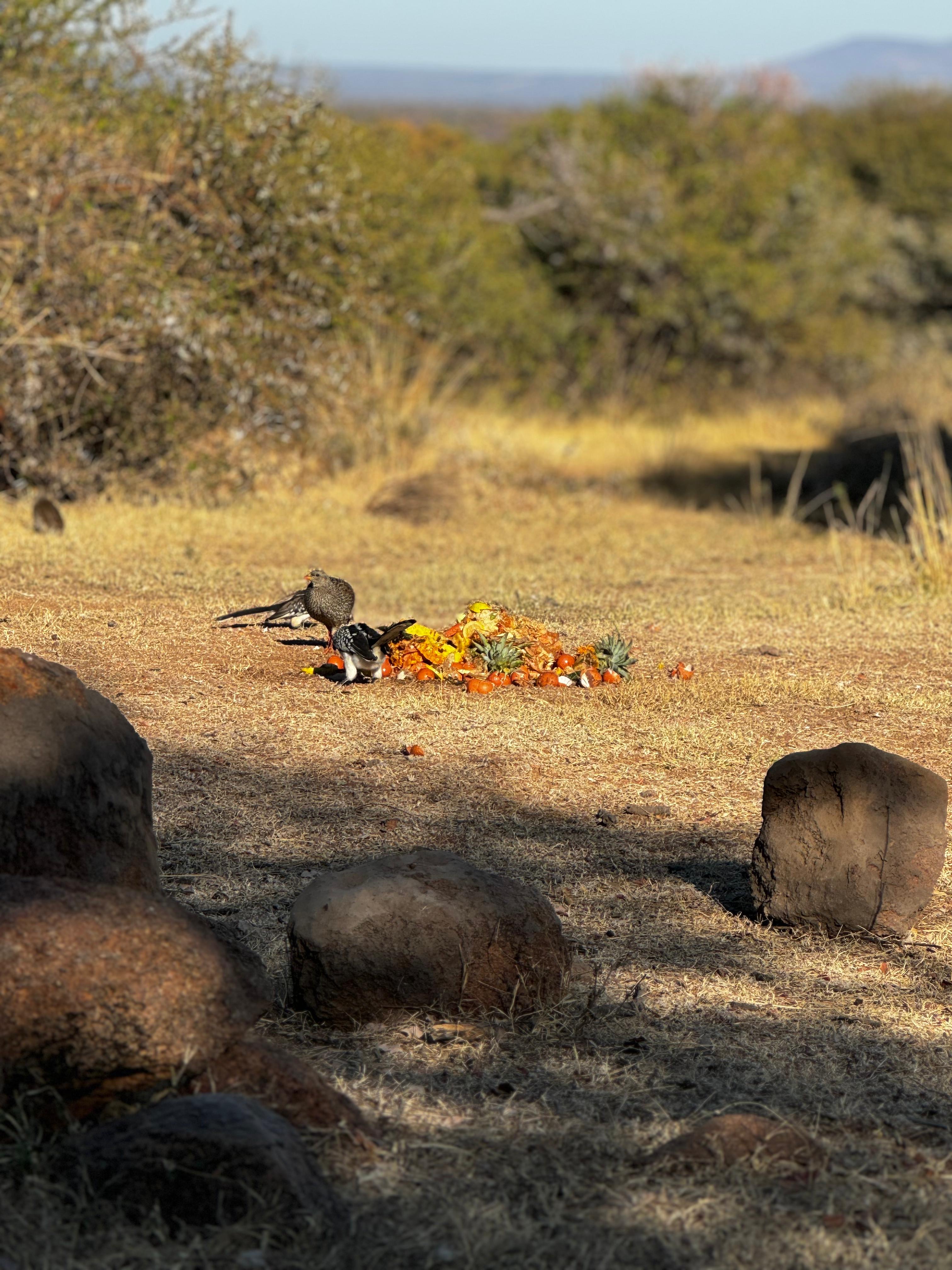 Wildlife