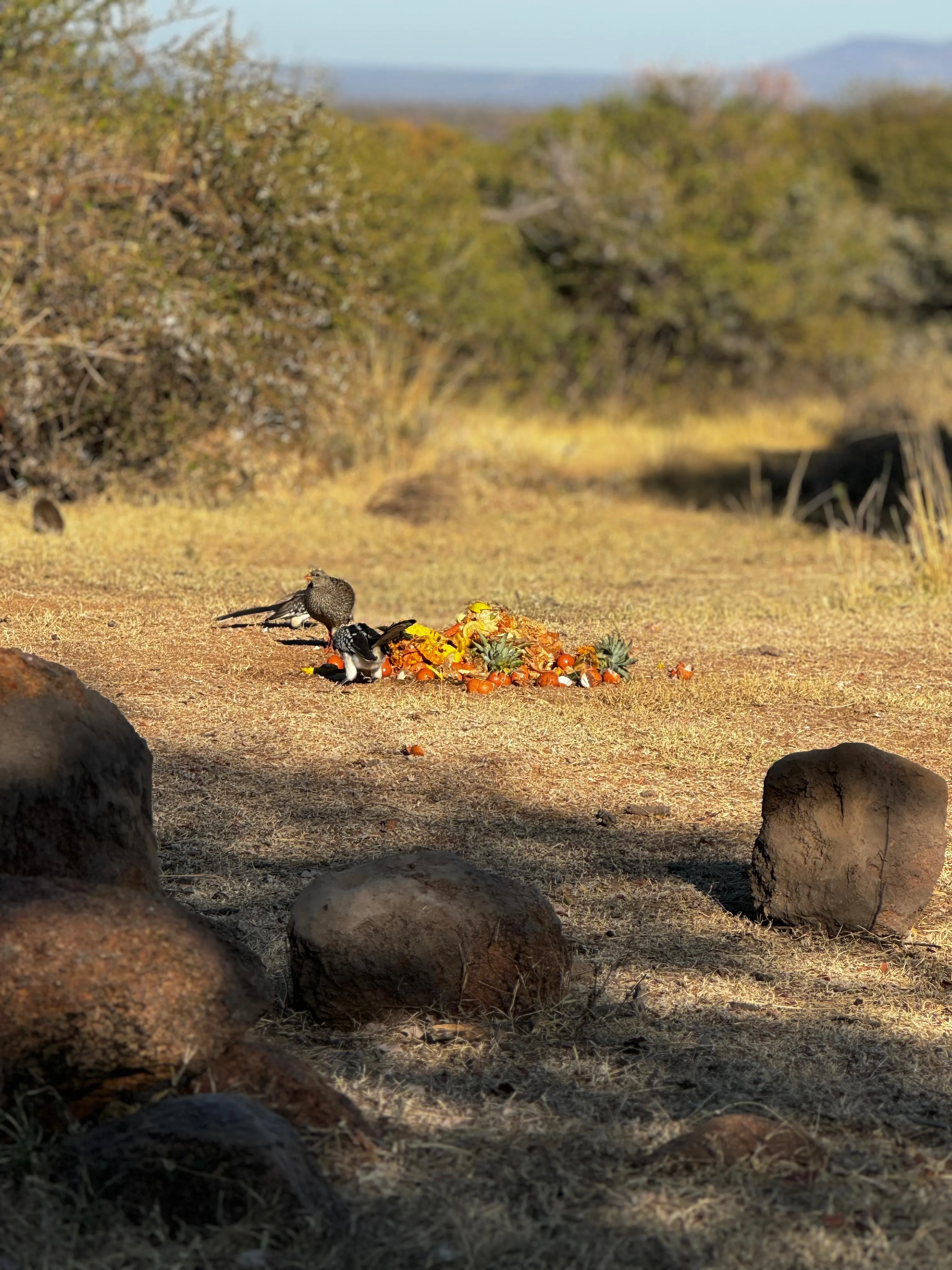 Wildlife